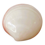 Small seashell: Codakia tigerina