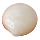 Small seashell: Codakia tigerina