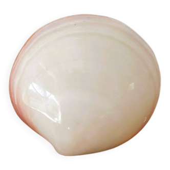 Small seashell: Codakia tigerina