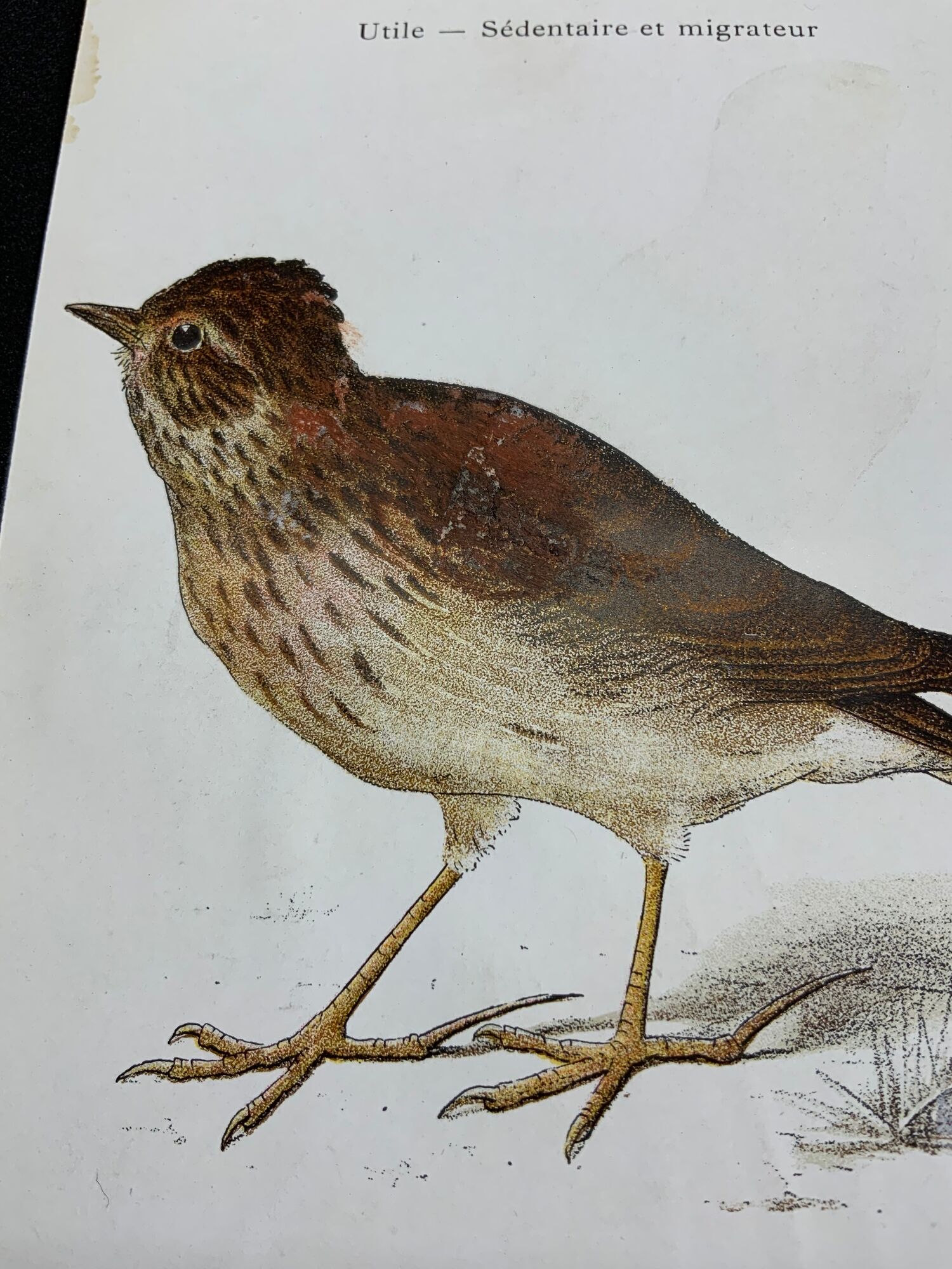 Planche naturaliste ancienne oiseaux gravure double face ouvrage 1908 G. Denise