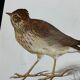 Planche naturaliste ancienne oiseaux gravure double face ouvrage 1908 G. Denise