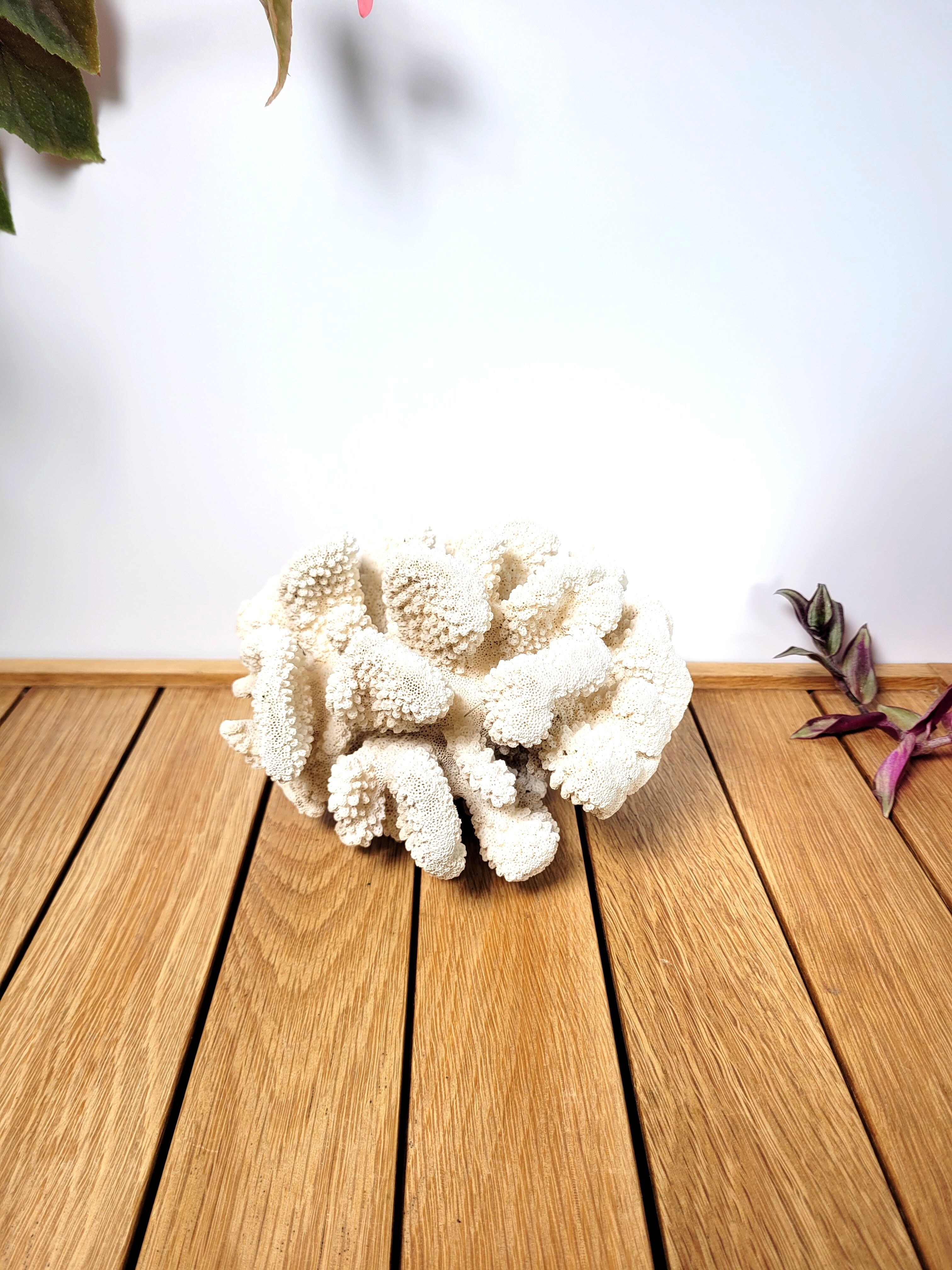 Large white coral cauliflower 18x15cm