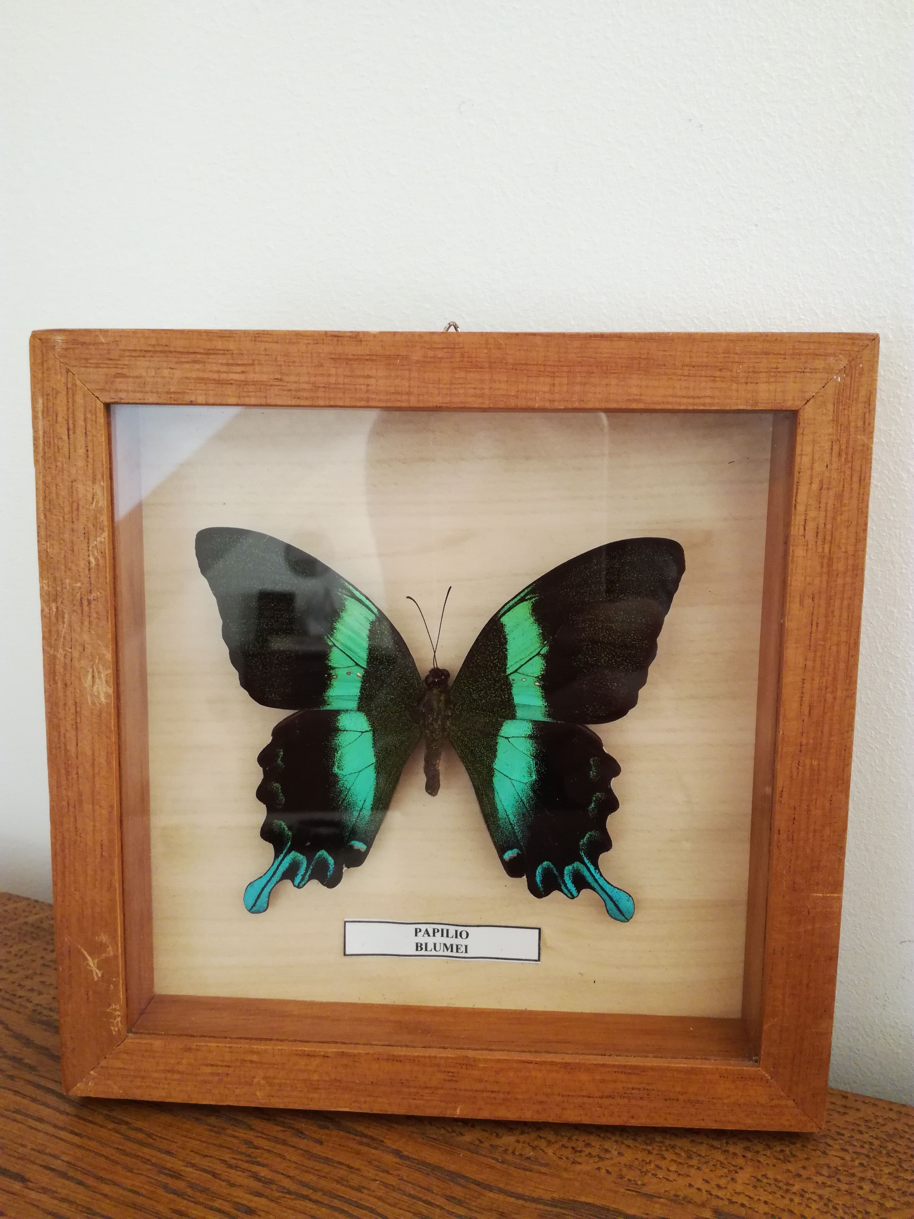 Blue/green butterfly