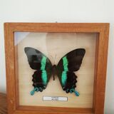 Blue/green butterfly