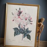 Litho Rose Philippe Noisette