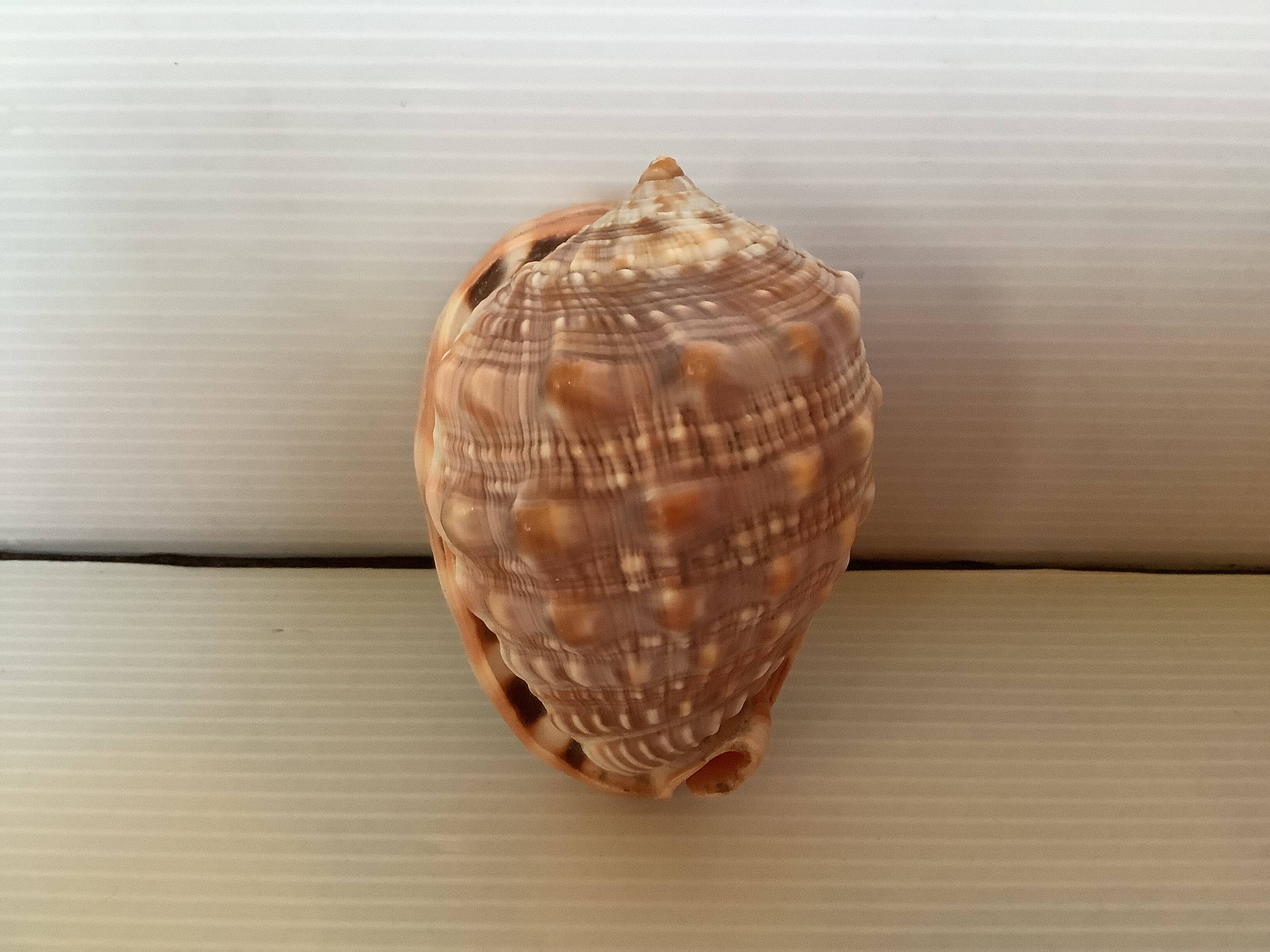 Mini shell cypraea cassis rufa