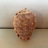 Mini shell cypraea cassis rufa