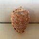 Mini coquillage cypraea cassis rufa