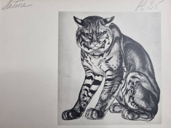 Planche illustrée, études de félins par André Margat, 1930