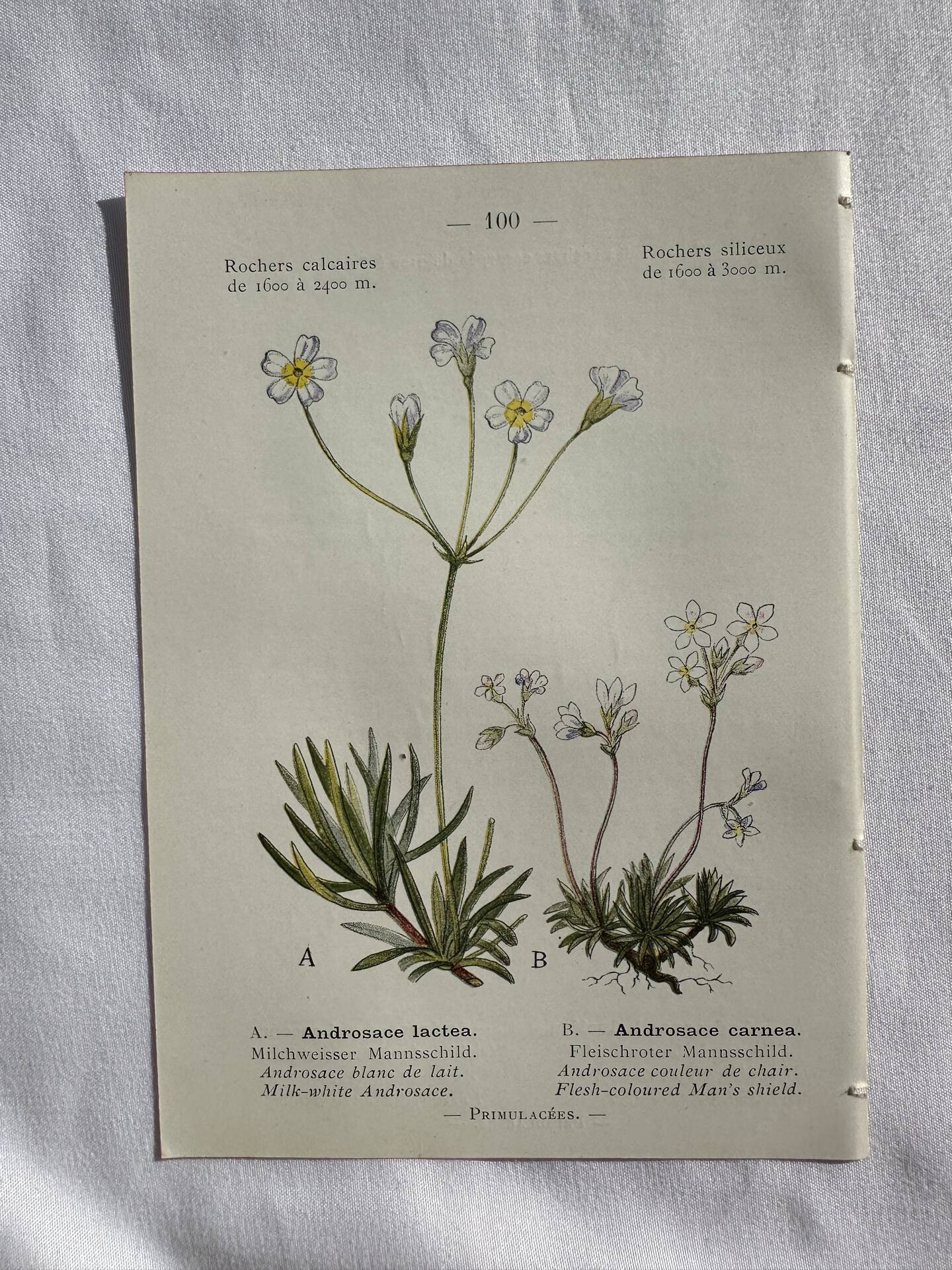 Naturalist Plate – 19th Century Botanical Engraving, Double-Sided