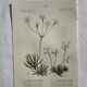 Naturalist Plate – 19th Century Botanical Engraving, Double-Sided