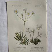 Planche Naturaliste – Gravure botanique ancienne 19eme  recto verso