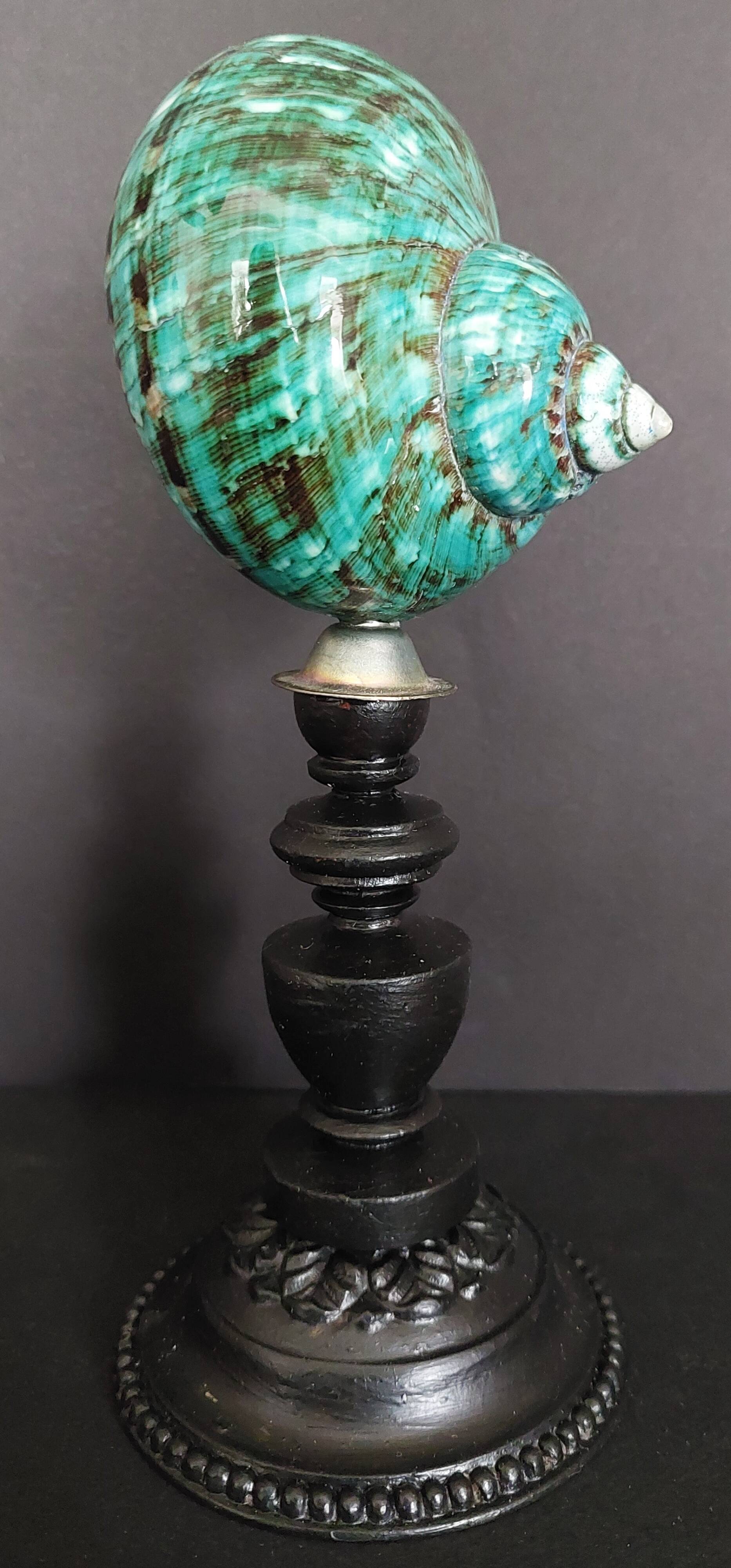 Cabinet of Curiosities turbo imperialis shell on base