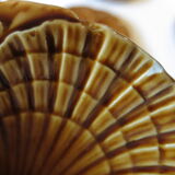 10 Sarreguemines oyster plates in very good condition