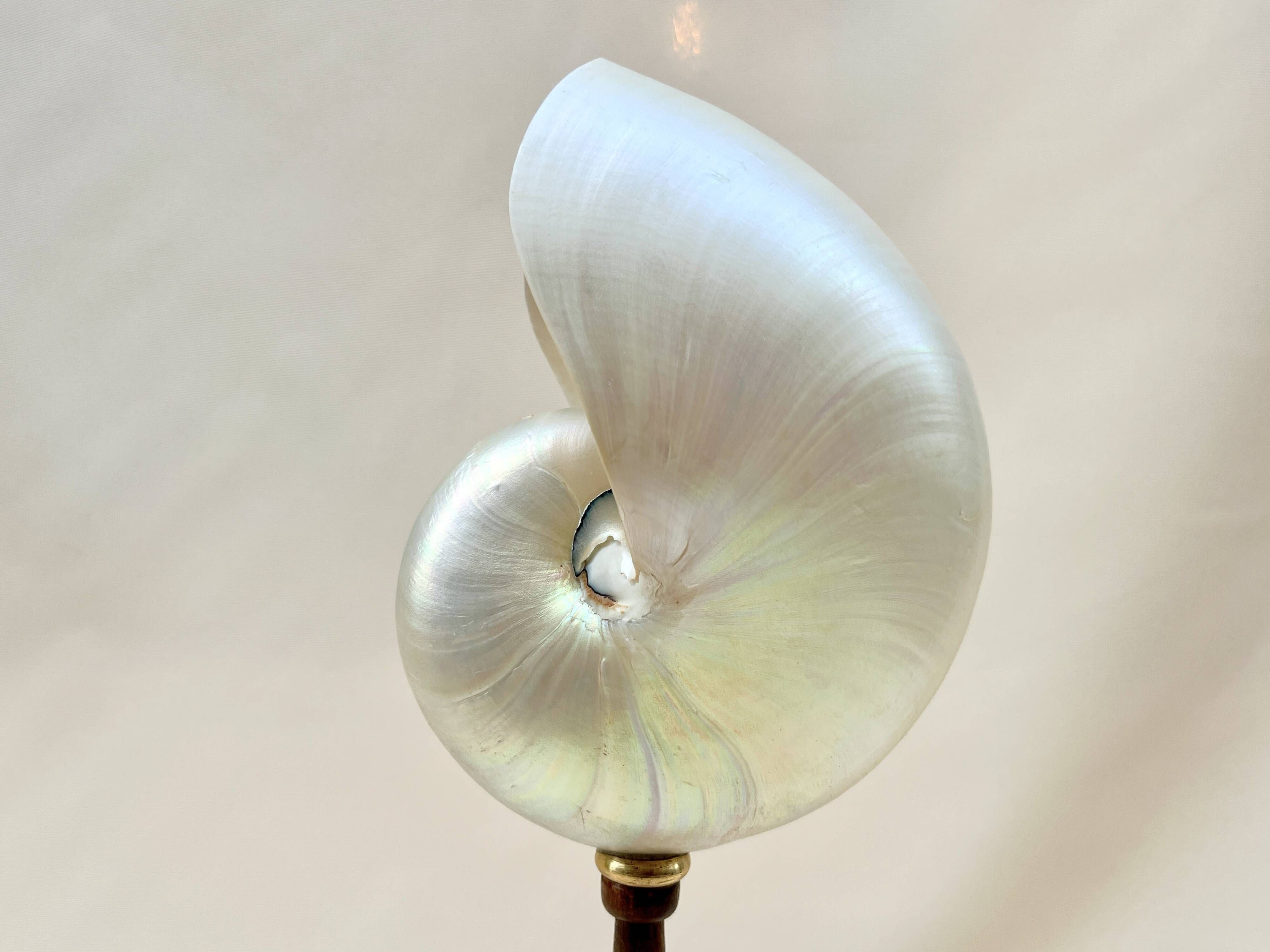 Large pearly Nautilus shell on turned wooden base, old vintage cabinet of curiosities