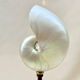 Large pearly Nautilus shell on turned wooden base, old vintage cabinet of curiosities