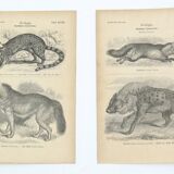 Images zoologiques encadrées, 1970