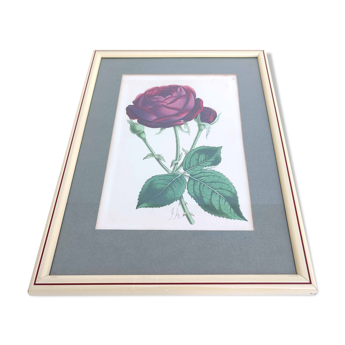 Lithograph botanical illustration pink wooden frame