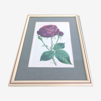 Lithographie illustration botanique rose cadre bois