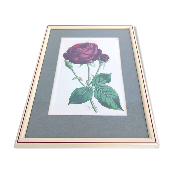 Lithographie illustration botanique rose cadre bois — Beyit