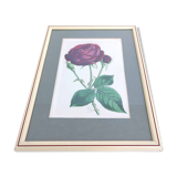 Lithograph botanical illustration pink wooden frame