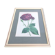 Lithograph botanical illustration pink wooden frame