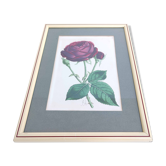 Lithograph botanical illustration pink wooden frame