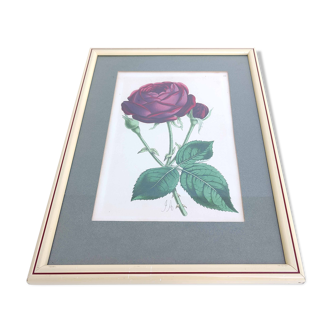 Lithographie illustration botanique rose cadre bois
