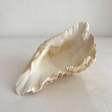Old natural shell holy water font with empty pocket