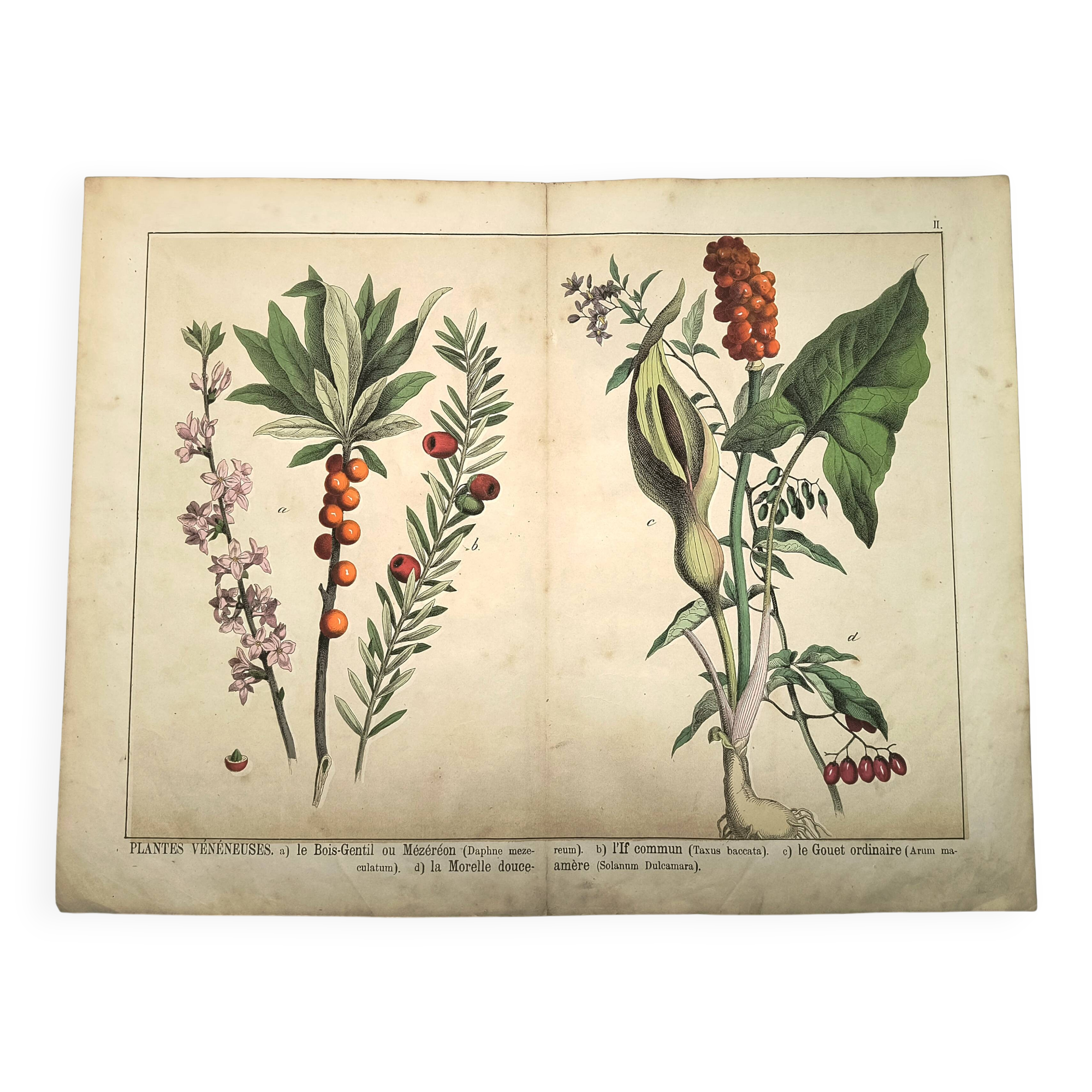 Botanical engraving from 1870 - Bois-Gentil and Yew - Lithograph of a plant
