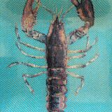 Empty pocket decorated lobster