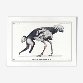 Lithographie gravure chimère animal - le sajoutruche