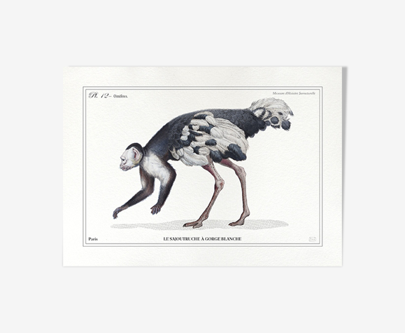 Lithographie gravure chimère animal - le sajoutruche