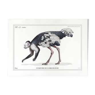 Lithograph chimeric engraving animal - the sajoutruche