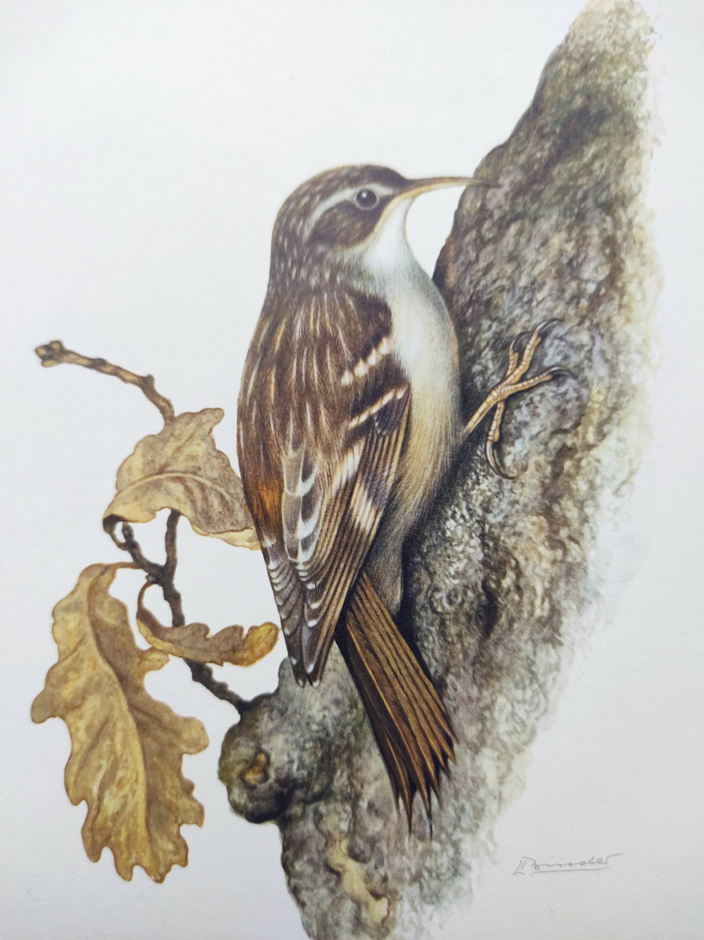 Old bird board 1960s - Garden Creeper - Ornithological illustration