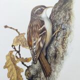 Old bird board 1960s - Garden Creeper - Ornithological illustration