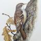 Old bird board 1960s - Garden Creeper - Ornithological illustration