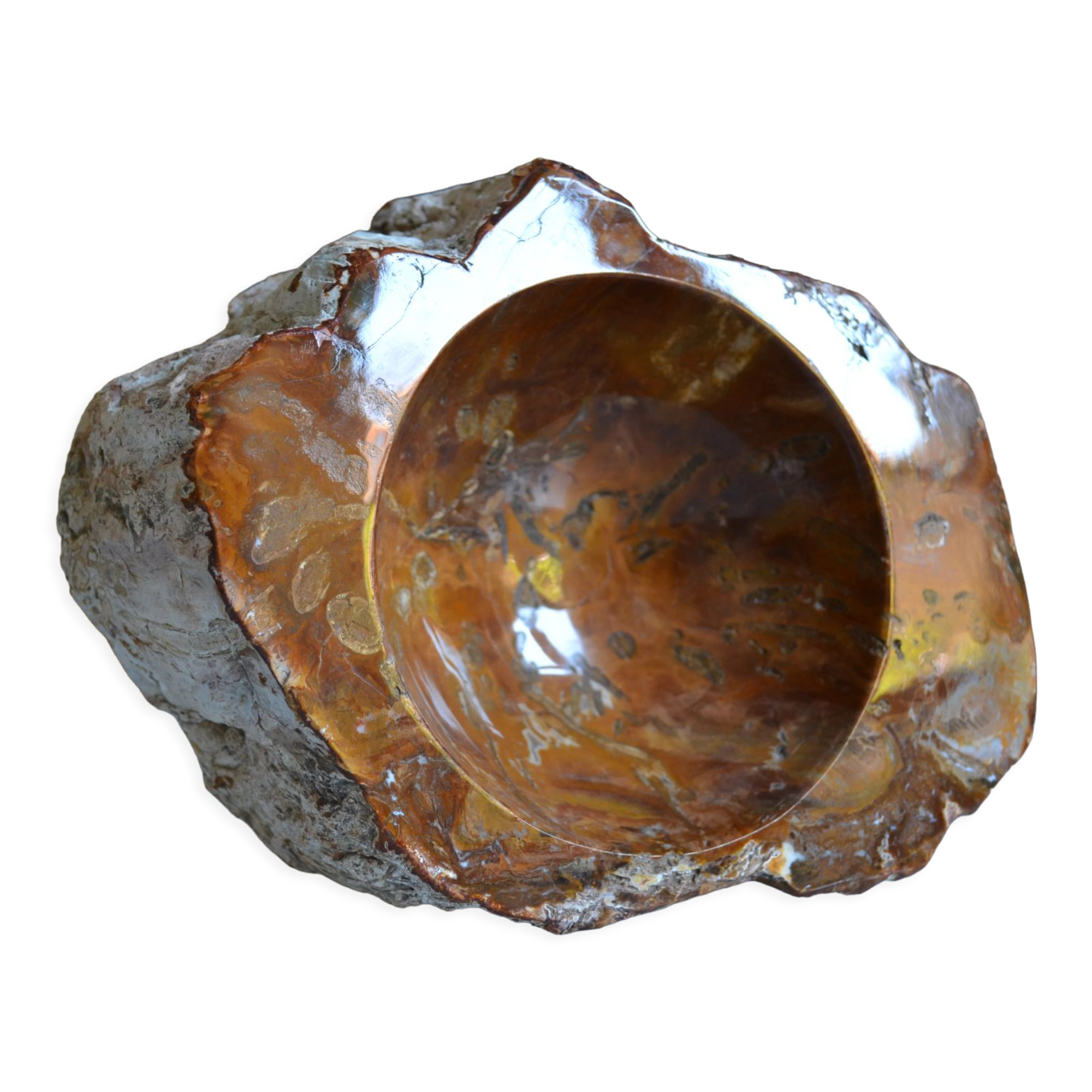 Empty pocket or ashtray in fossilized wood