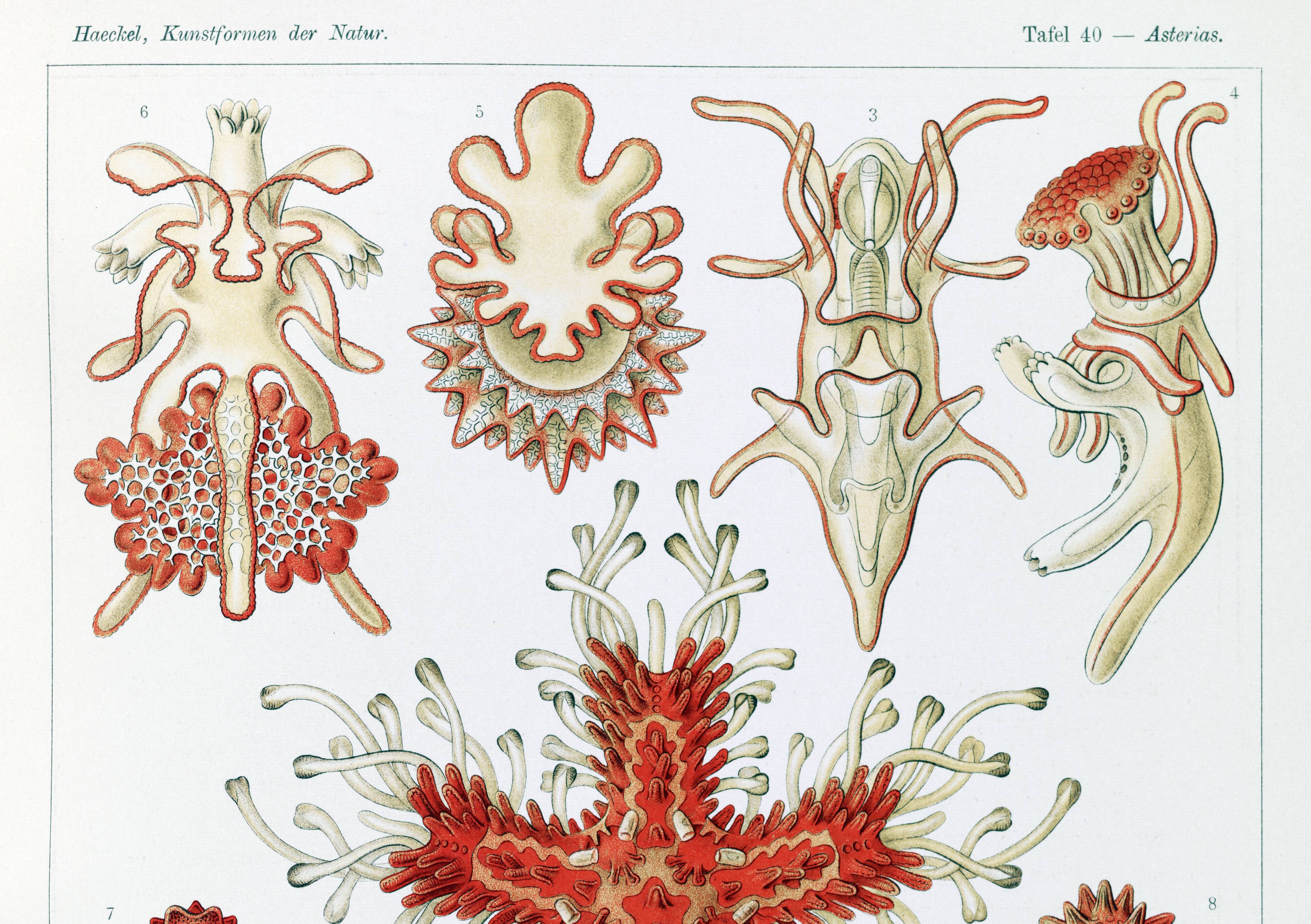 Poster about starfish, based on an old lithograph from 1904.