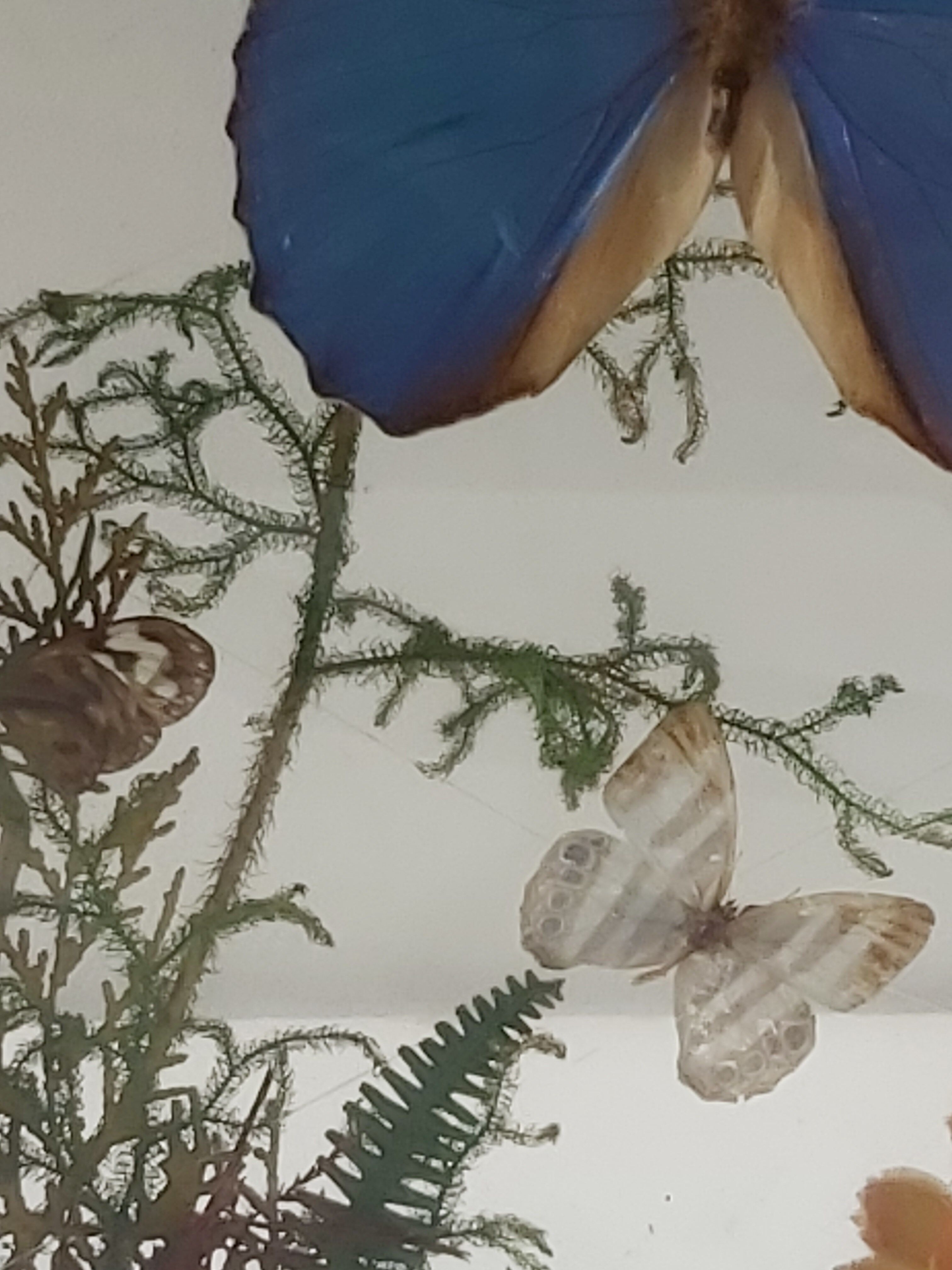 Box composition butterfly wood and glass