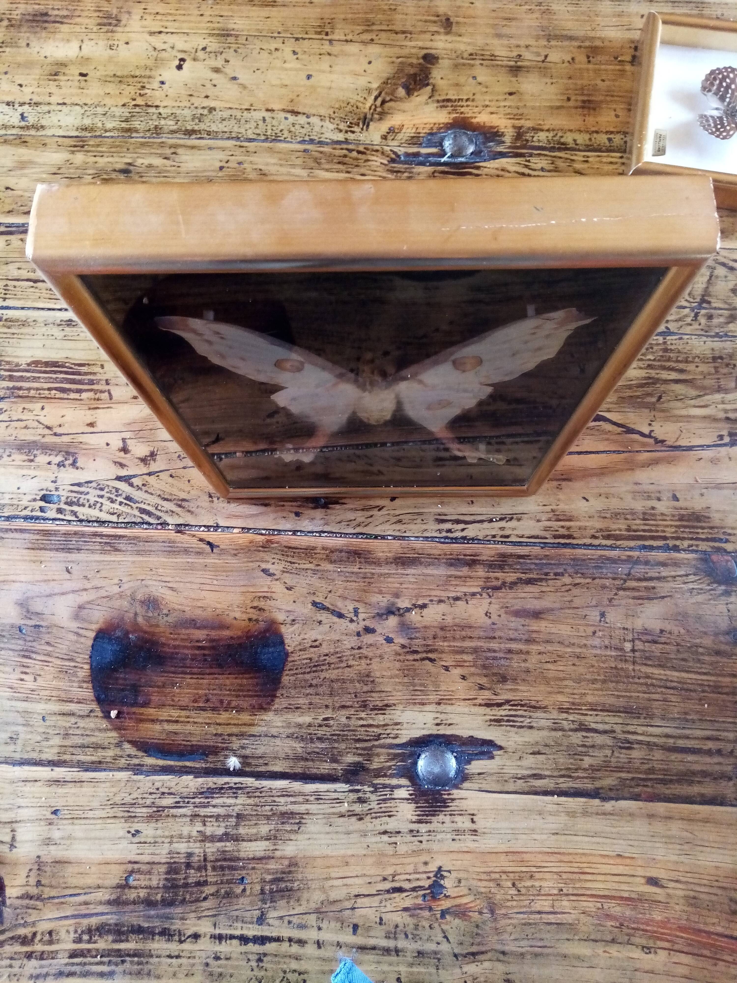 Butterfly with frame