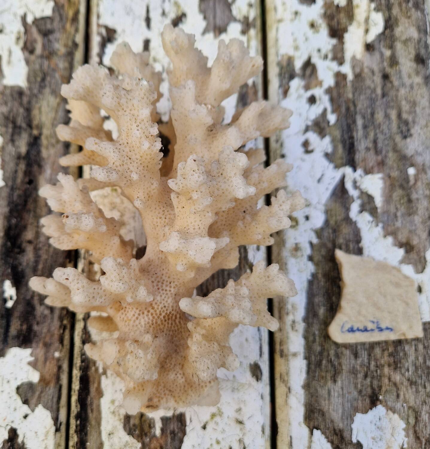 Ancient Caribbean Coral