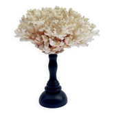 Corail blanc naturel ancien sur socle en bois tourné napoléon iii xixe cabinet de curiosités