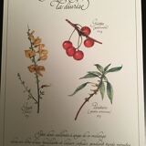 Lot posters ready herbal