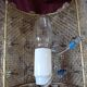 pair of Murano wall lamps