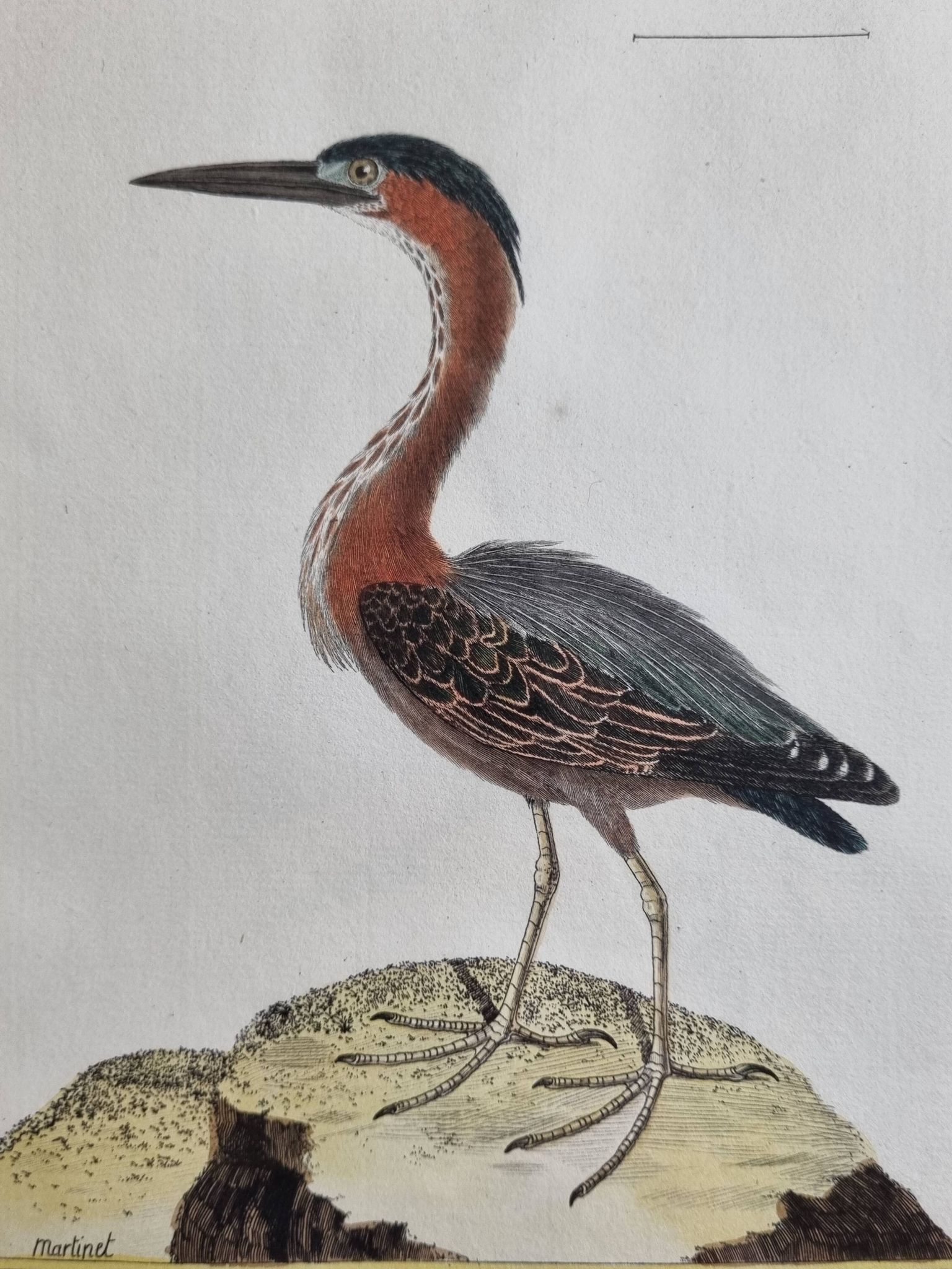 Original engraving by François Nicolas Martinet, 18th century, Louisiana crab fisher, framed,