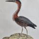 Original engraving by François Nicolas Martinet, 18th century, Louisiana crab fisher, framed,