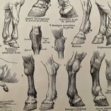 Lithograph on the anatomy of the horse (head, rump, hooves) - 1920
