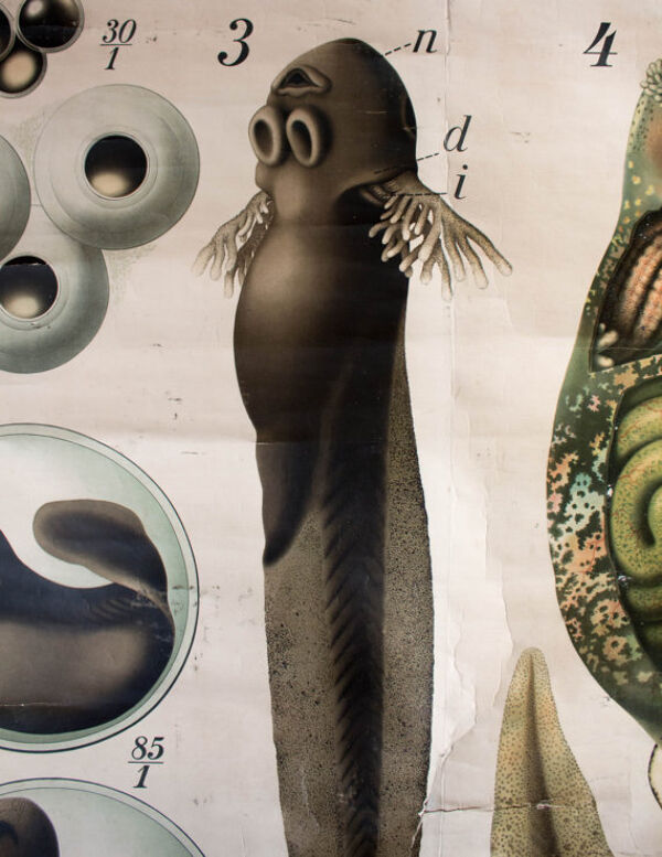 Affiche vintage du début du 20e siècle Paul Pfurtscheller zoologiques mur graphique ''têtard'' 1910