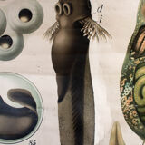 Affiche vintage du début du 20e siècle Paul Pfurtscheller zoologiques mur graphique "têtard" 1910